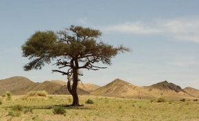 Stromy - V poušti