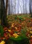 Johana Římánková -Barvy holého lesa