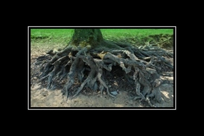 Stromy - Kořen