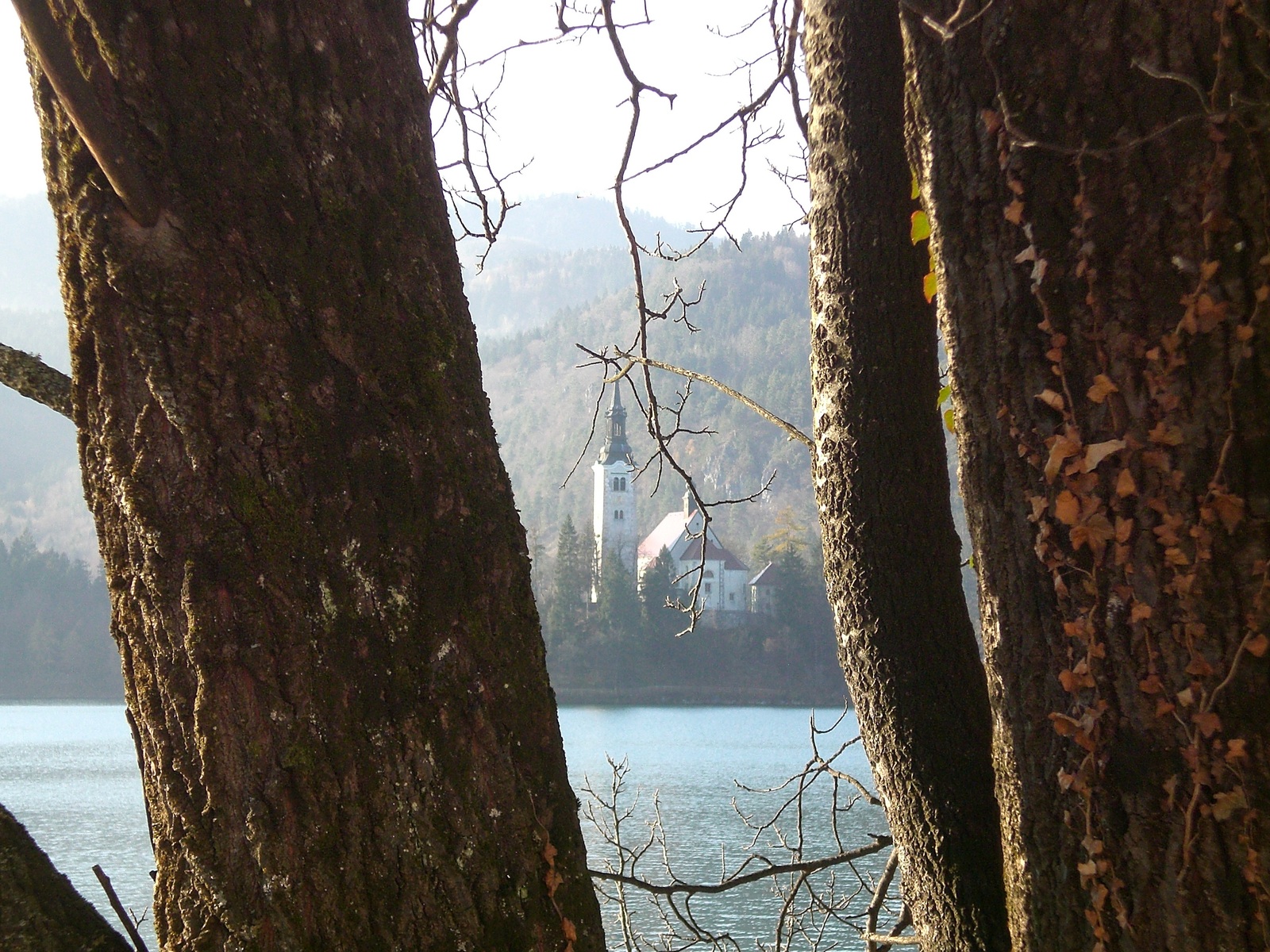 Stromy u jezera Bled