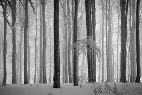 Stromy - Fotograf roku - kreativita - V zimě