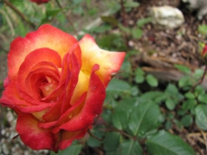 Půvaby květin - Růže: královna květin