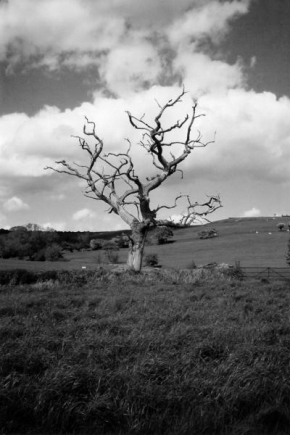 Stromy - Krása mrtvého stromu