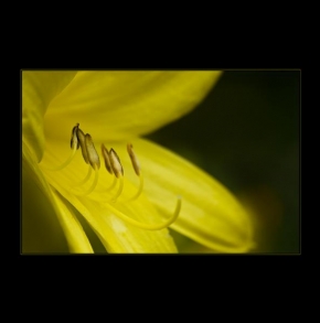 Půvaby květin - žlutá