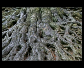 Stromy - Kořeny moudrosti