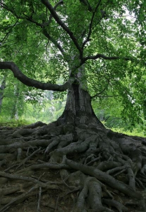 Stromy - Pán lesa
