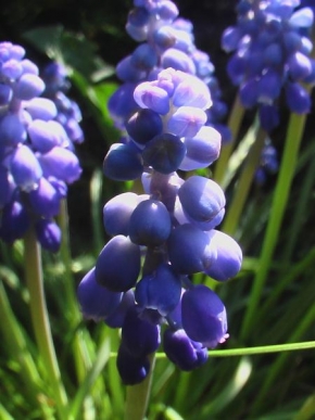 Půvaby květin - Modro