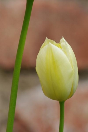 Půvaby květin - Tulipán 1