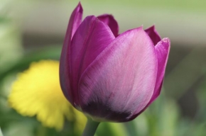 Půvaby květin - Tulipán 2