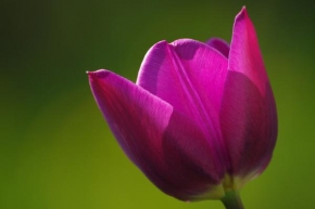 Půvaby květin - Tulipán 3