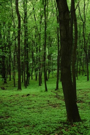 Stromy - Zelená tapeta