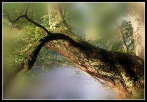 Stromy - Polibek řece