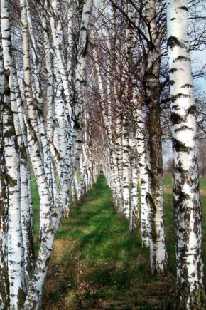 Stromy - Břízy v máji