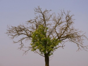 Stromy - Bojovnik