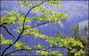Stromy - Nad lesem