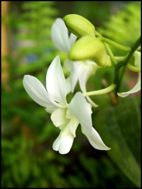 Půvaby květin - Bílá něha