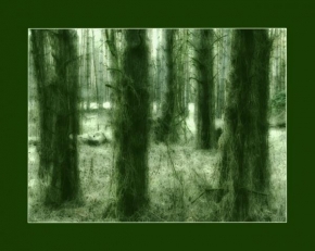 Stromy - Strašidelný les