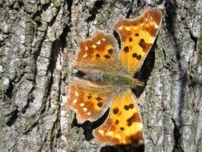 Stromy - Motýl na stromě