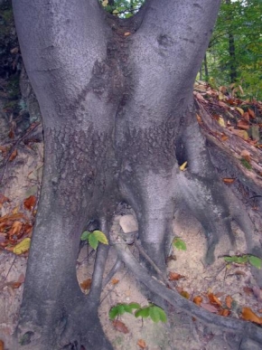 Stromy - Obnažené kořeny  buku