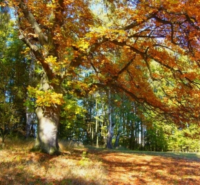 Stromy - Podzim v Konopišti