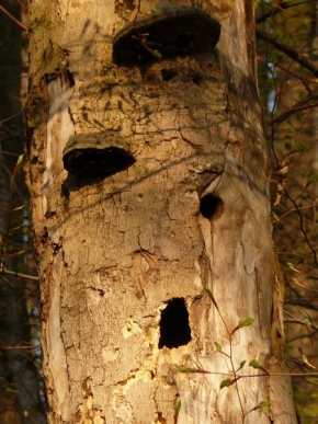 Stromy - Ptačí domov