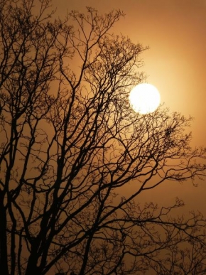 Stromy - Východ slunce