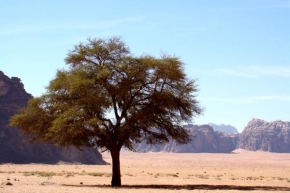 Stromy - Sám v poušti