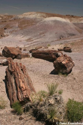 Stromy - Zkamenělý velikán