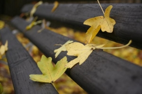 Stromy - Když padá listí