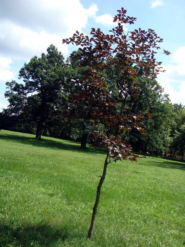 Stromček uprostred parku