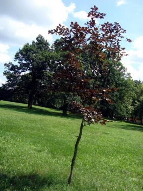 Stromy - Stromček uprostred parku