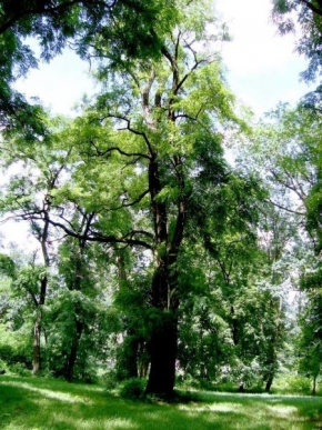 Stromy - Zeleň uprostred lesa