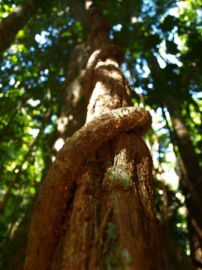 Stromy - Silné pouto