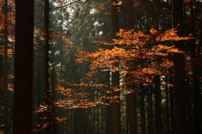 Stromy - Podzimní barva