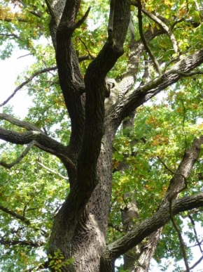 Stromy - Dub v Dobříši