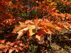 Stromy - Podzimní javor