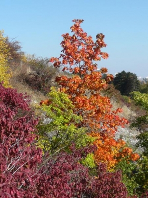Marta Skrejvalová - Stromky v podzimních barvách