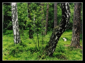 Stromy - Lesní křivky