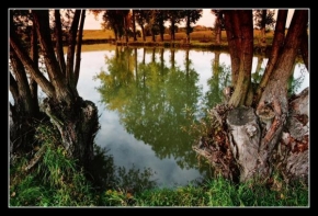 Stromy - U rybníka