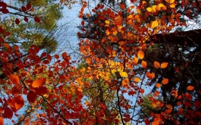 Stromy - Podzimní listy stromů