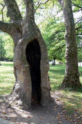 Stromy - V parku