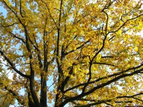 Stromy - Podzimní barvy
