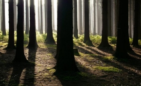 Stromy - Les tieňov