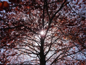 Stromy - Pod korunou stromu