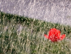 Půvaby květin - Fotograf roku - kreativita - Jehličky +tulipán