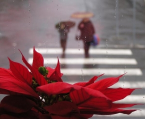 Půvaby květin - Fotograf roku - kreativita - Vánoční hvězda