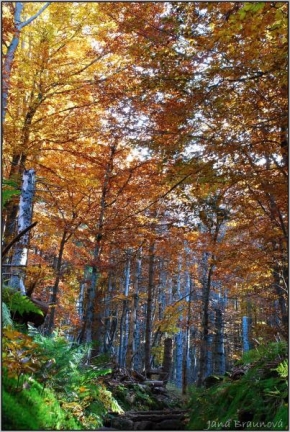 Stromy - Půvaby Bavorského lesa