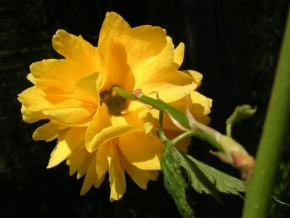 Půvaby květin - čajová růže