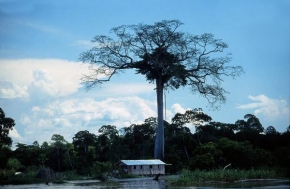 Stromy - Living in Amazonas