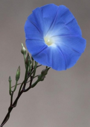 Půvaby květin - Modrá je dobrá